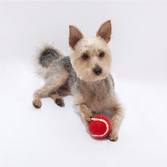 Bola - Niki – foto 2